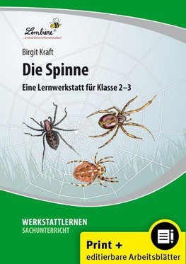 Die Spinne