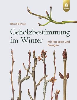 Gehölzbestimmung im Winter