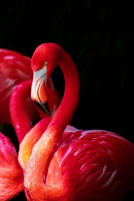 Flamingo JW Gratitude Journal - 3 months