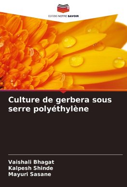 Culture de gerbera sous serre polyéthylène