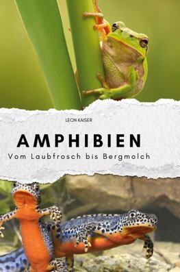 Amphibien