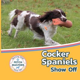 Cocker Spaniels Show Off