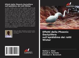 Effetti della Phoenix Dactylifera sull'epididimo dei ratti Wistar