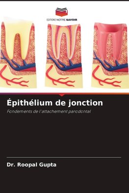 Épithélium de jonction