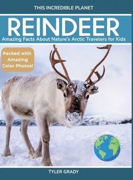 Reindeer