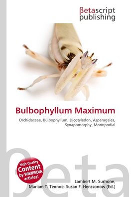 Bulbophyllum Maximum