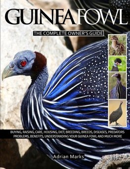 Guinea Fowl