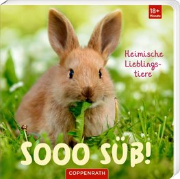 Sooo süß! Heimische Lieblingstiere